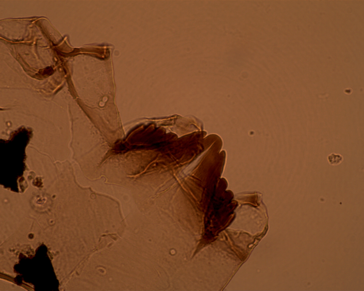 14DXAP01_545mm_Thienemanniella